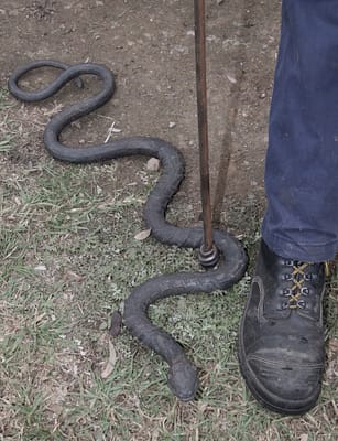 Andrews rebar snake caused a few startled looks.